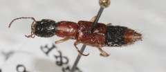 Homaeotarsus