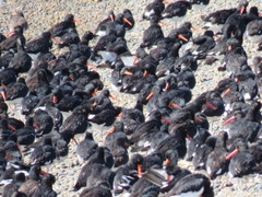 Haematopus leucopodus