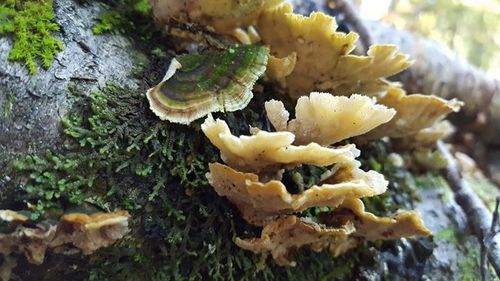 Thelephora versicolor image