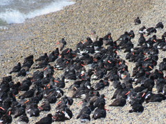Haematopus leucopodus