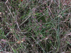 Juncus microcephalus