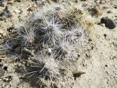Pterocactus hickenii