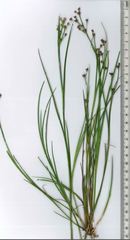 Juncus microcephalus