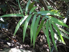 Zamia paucijuga