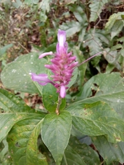 Odontonema callistachyum