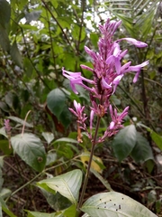 Odontonema callistachyum