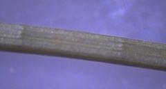 Juncus microcephalus