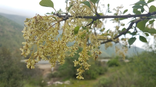 Image of Fraxinus parryi by (c) Alan Rockefeller, some rights reserved (CC BY)