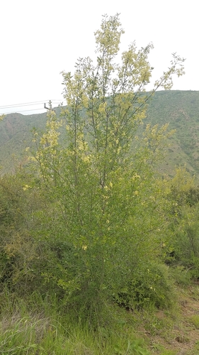 Image of Fraxinus parryi by (c) Alan Rockefeller, some rights reserved (CC BY)