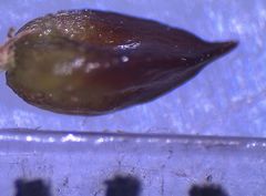 Juncus microcephalus