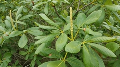 Aesculus parryi