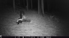 Mephitis mephitis estor