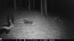 Mephitis mephitis estor