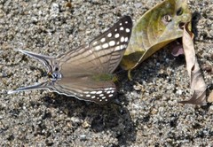 Marpesia merops