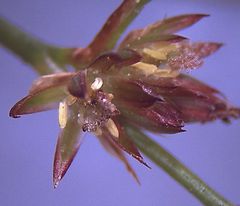Juncus microcephalus