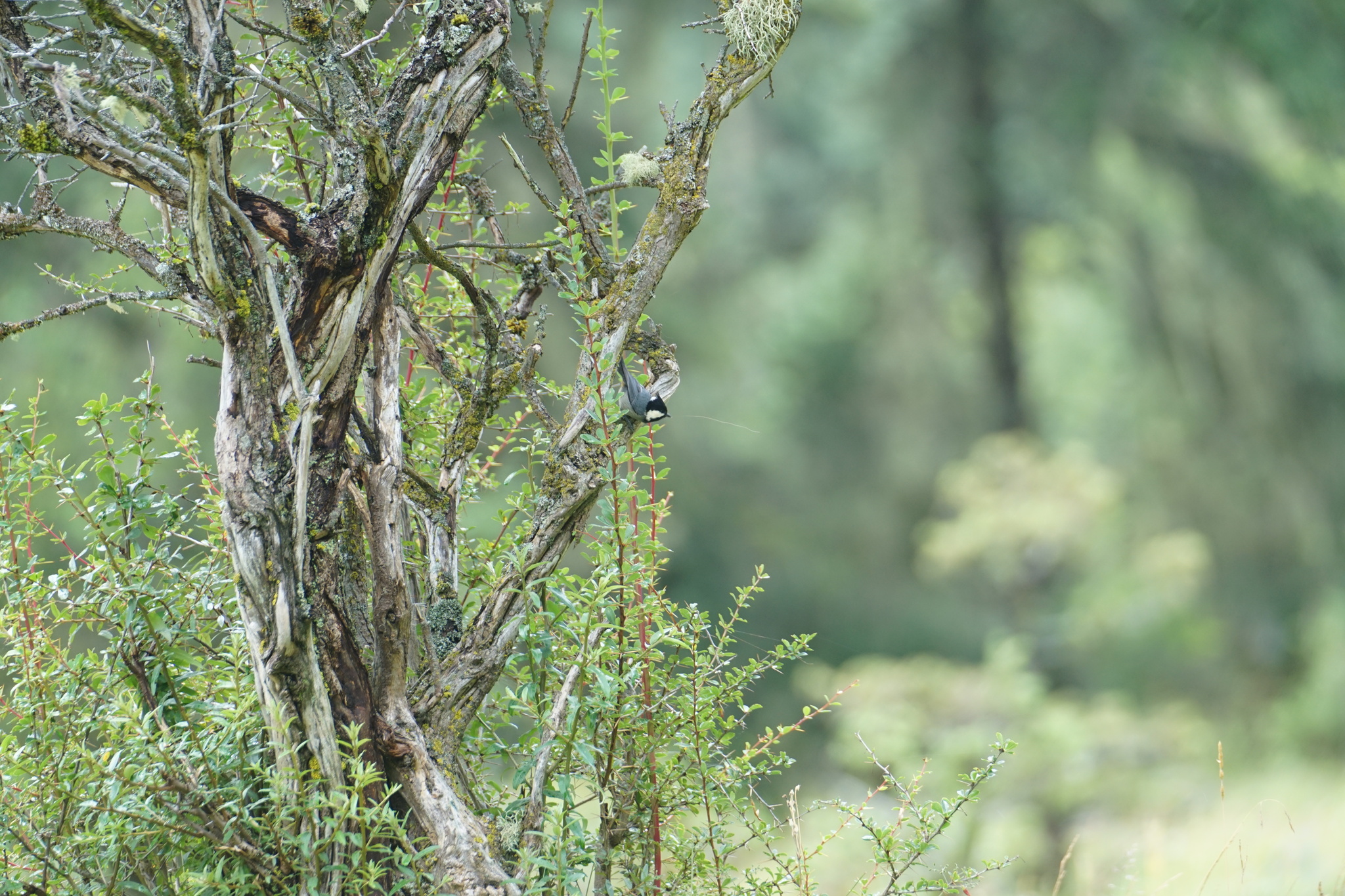 Rufous-vented Tit