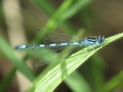 Coenagrion mercuriale
