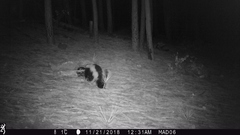 Mephitis mephitis estor