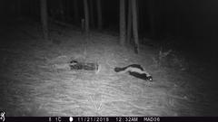 Mephitis mephitis estor