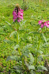 Pedicularis chamissonis