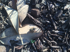 Anthophora villosula