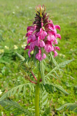 Pedicularis chamissonis