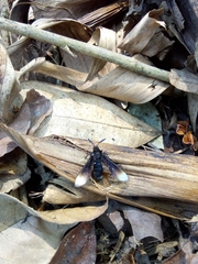 Myrmecopsis strigosa