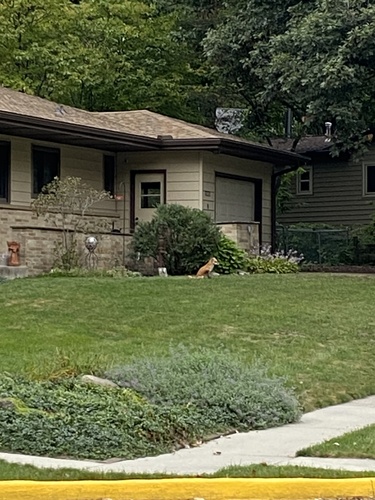 Red Fox photographed in Iowa