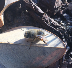 Anthophora villosula