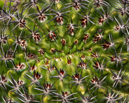 Eriosyce curvispina