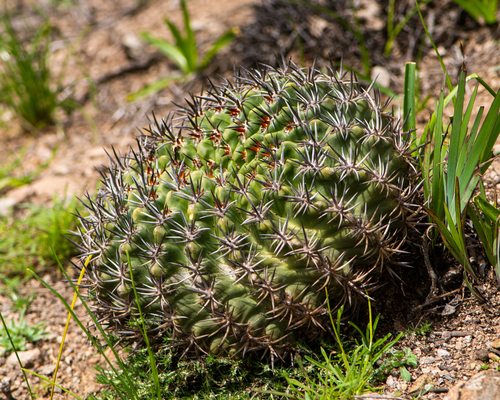 Eriosyce curvispina