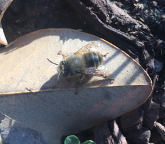 Anthophora villosula