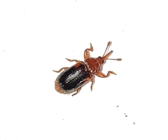 Rhopalotria slossoni