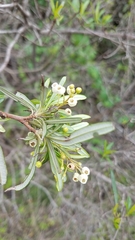 Ornithostaphylos oppositifolia