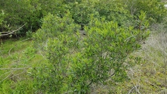 Ornithostaphylos oppositifolia