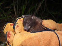 Sulawesi Harpy Fruit Bat photo 2