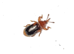 Rhopalotria slossoni