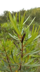Ornithostaphylos oppositifolia