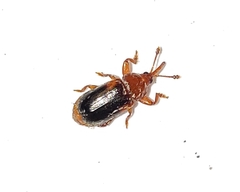 Rhopalotria slossoni