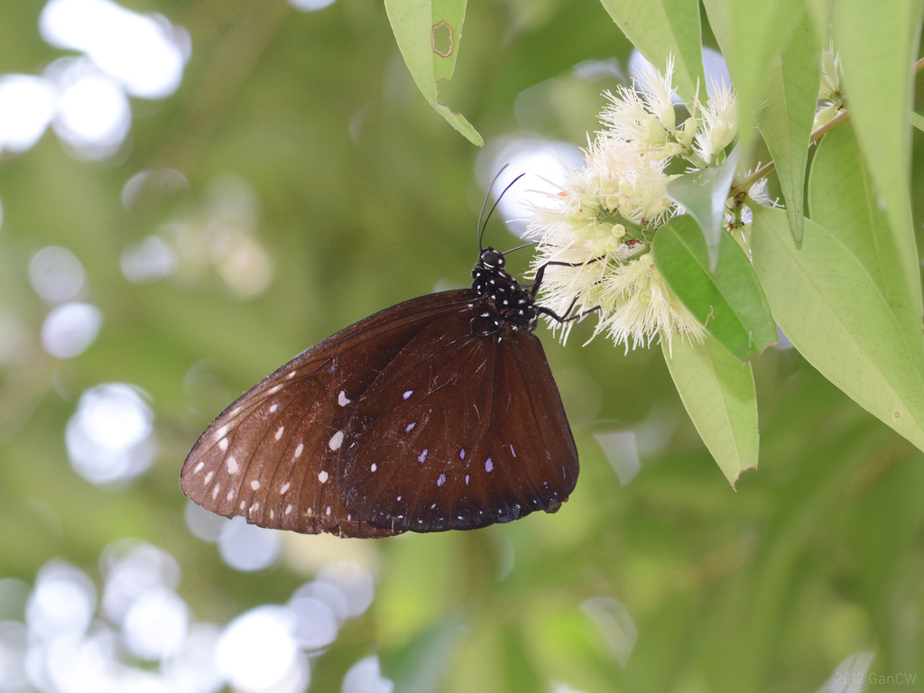 King Crow Butterfly