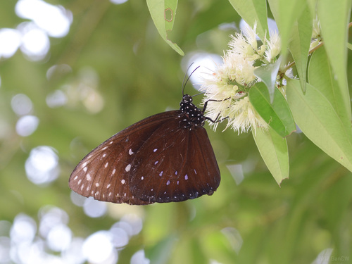 Euploea phaenareta (Schaller, 1785)