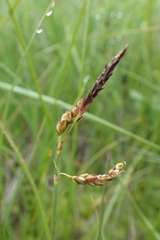Carex rariflora