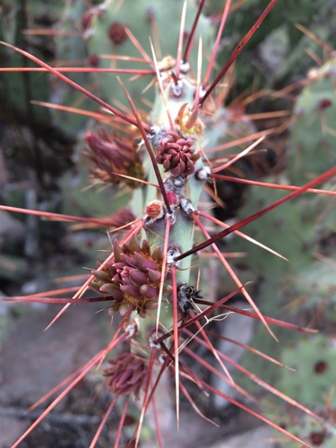 Image of Opuntia spinosibacca by (c) Mica Low, some rights reserved (CC BY)