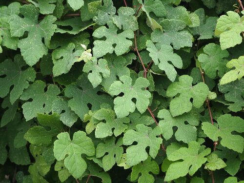 Vitis ficifolia Bunge