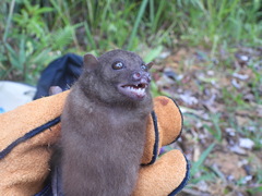 Sulawesi Harpy Fruit Bat photo 4