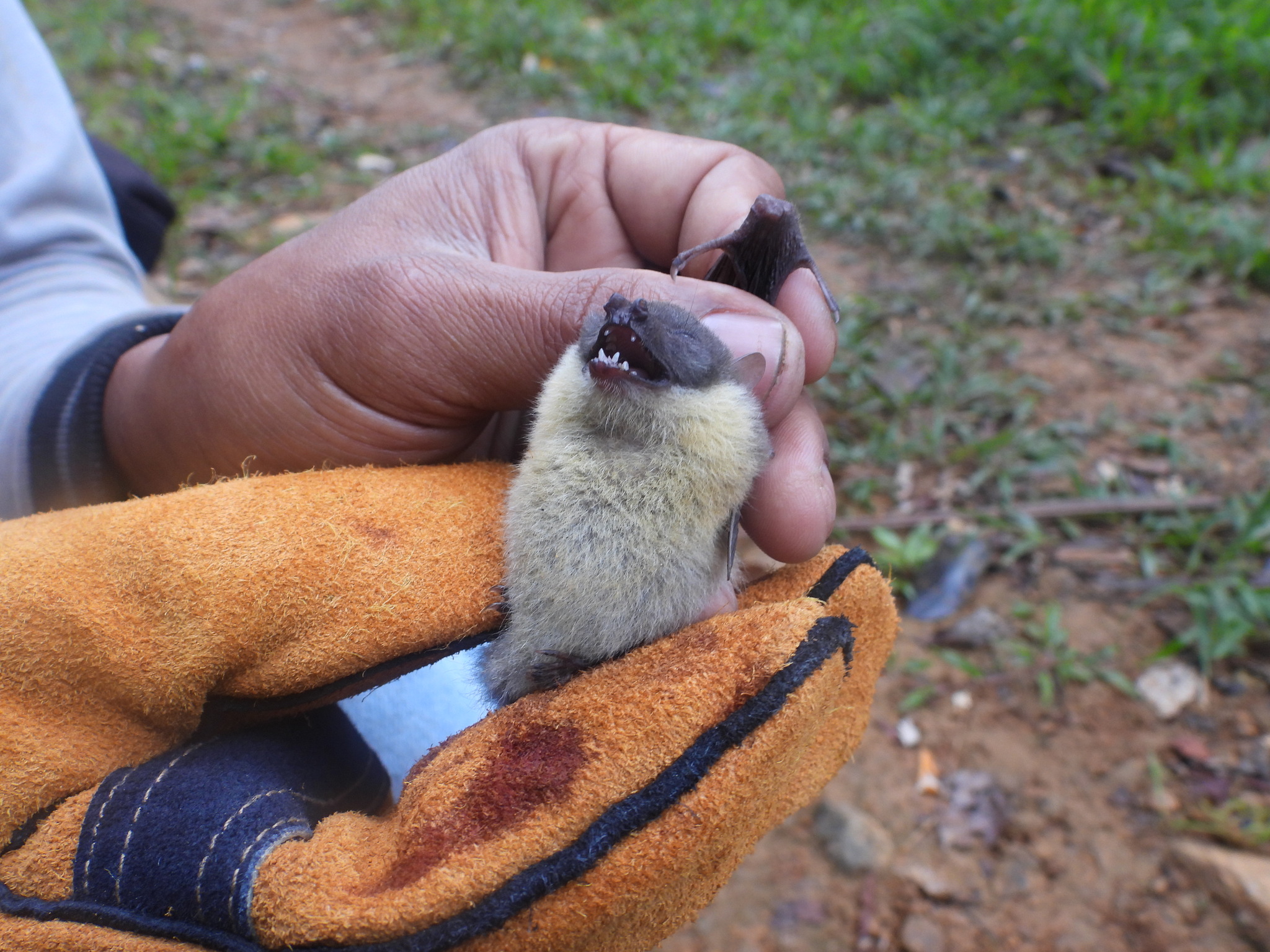 Sulawesi Black-Capped Fruit Bat photo 3