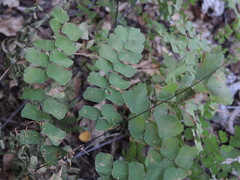 Adiantum amplum