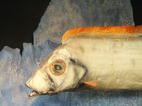 Slender ribbonfish (Trachipterus ishikawae) — Trachipteridae — 2