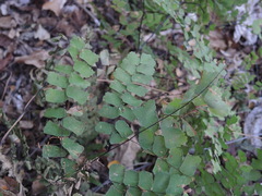 Adiantum amplum