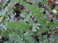 Adiantum amplum